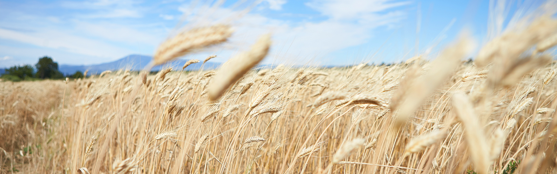 Mood Wheat
