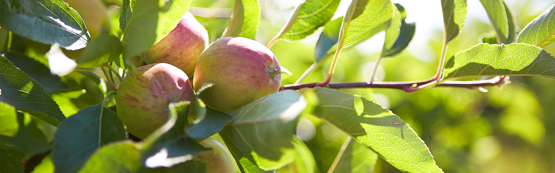 Mood Apples