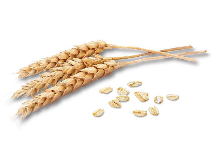 Wheat