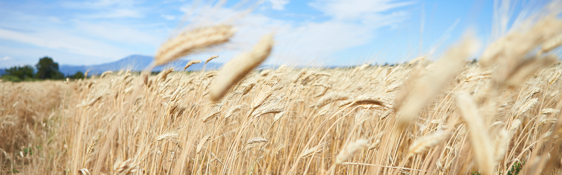 Mood wheat
