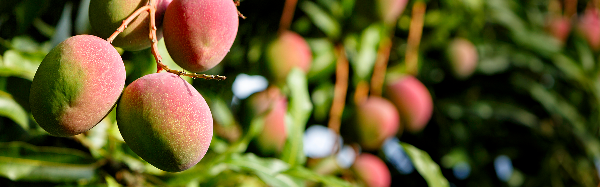 Mangos