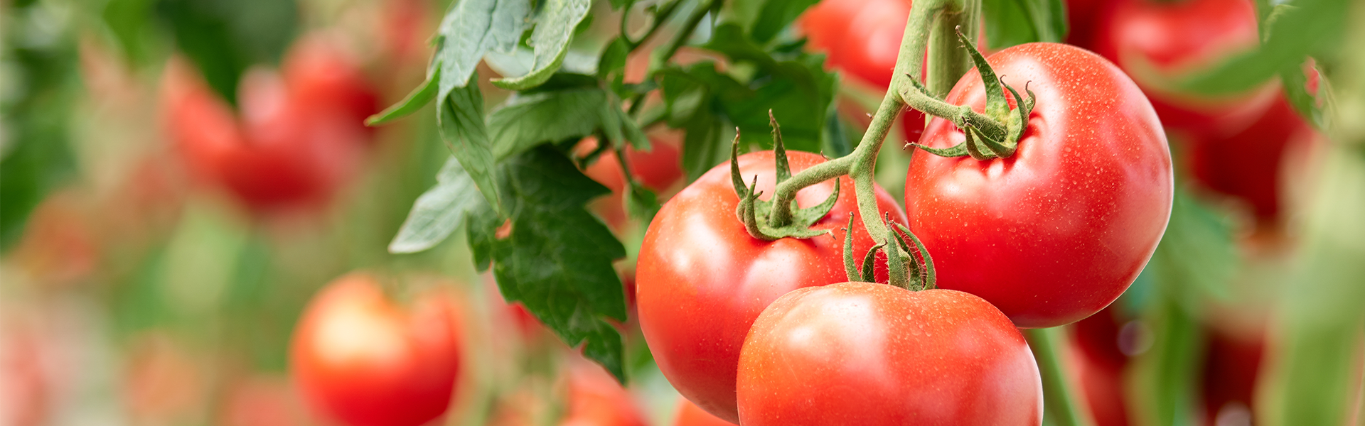 Tomatos